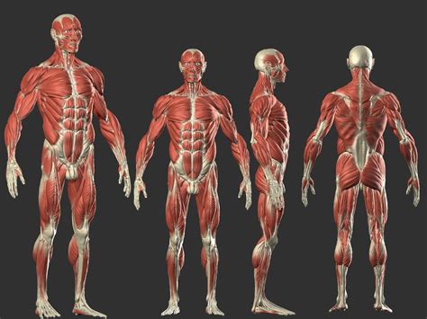 Male Anatomy Muscles Male Anatomy Ref Zbrushcentral Lightwave Lxo Max Xsi Blend C D Ma Ds