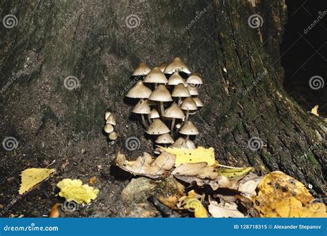 Mushrooms On The Stump Stock Image Image Of Cluster 128718315