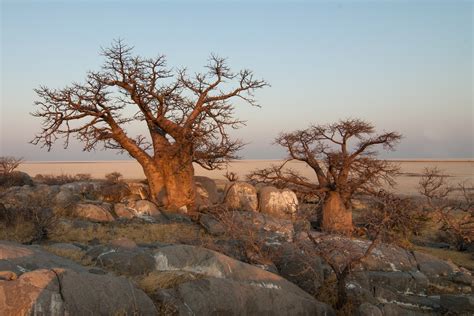 fotos gratis paisaje árbol rock desierto planta desierto sabana baobab botswana