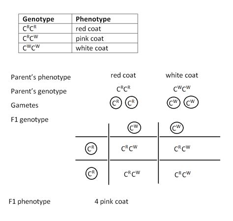 Codominance in genetics is a type of interaction between alleles. #132 Genetic diagrams | Biology Notes for A level