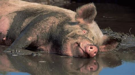 Bbc Earth The Truth About Pigs