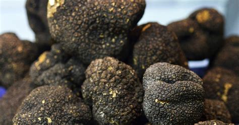 Beginners Guide To Growing Truffle In 10 Steps And Make A Significant