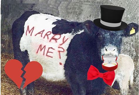 Cow Asks Girl To Marry Him Farmer Takes The Credit Oxygen Ie