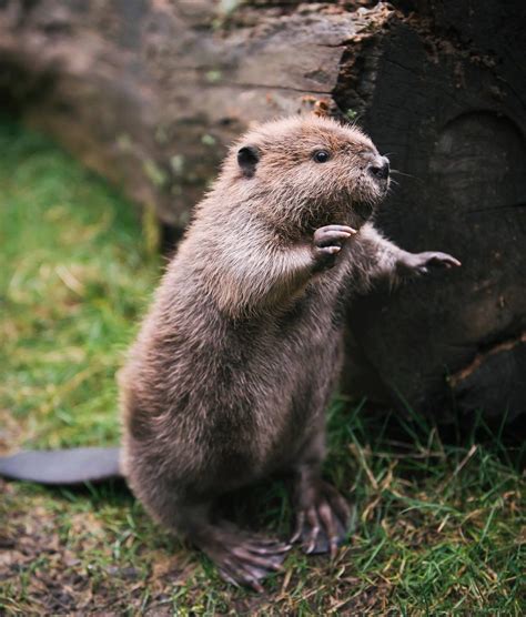 More Adorable Baby Beavers That Will Make Your Week Cottage Life