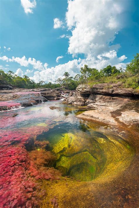 Caño Cristales — Colombias River Of Five Colors The Holidaze
