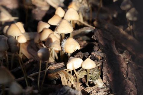 The Complete Guide To Liberty Cap Mushrooms