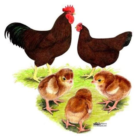 We did not find results for: Chickens for Sale - Buy Rhode Island Red Chickens at eFowl ...
