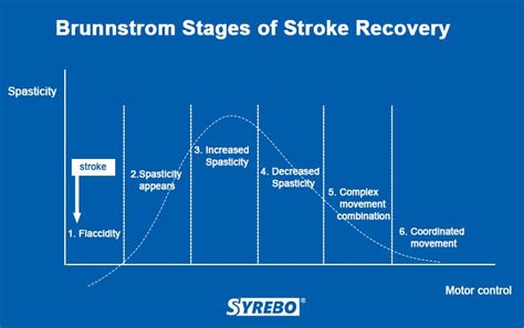 6 Stages Of Stroke Recovery And The Targeted Training For Each Stage