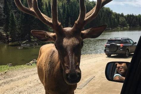canadian things that seriously only happen in canada 40 pics