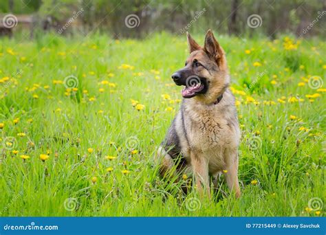 Dog Sitting In The Grass Breed German Shepherd Stock Image Image Of