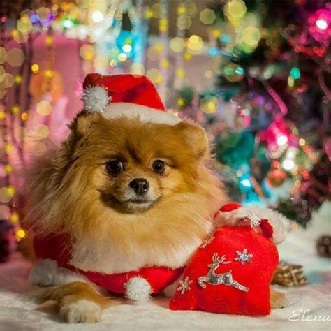 Pomeranian Puppies Christmas Pets Lovers