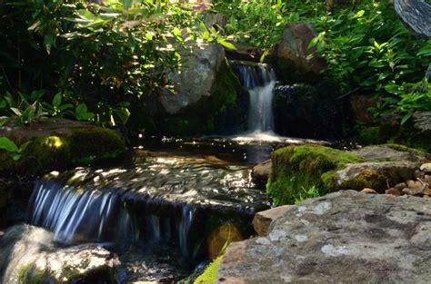 Store details for the dollartree store in jackson, tn where everything's $1 or less! Recreational Ponds | Natural Swimming Pools (NSP) - Carter ...