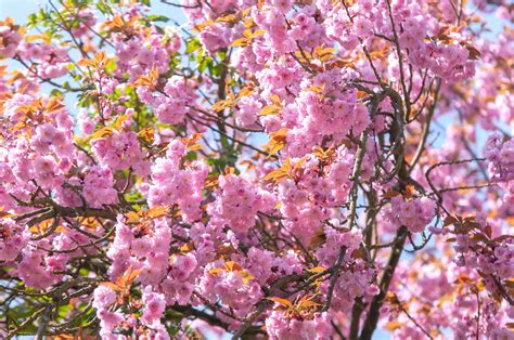 Japanese Flowering Cherry Plant Care And Growing Guide