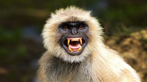 Angry Langur Sound To Scare Monkeys Away Youtube
