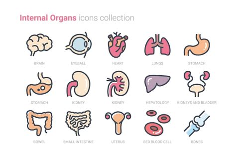 Premium Vector Internal Organs Icons Collection