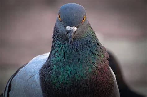 Paddington Station Passenger Gets Payout After Slipping On Pigeon Poo