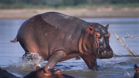 How Does A Hippo Make Its Own Sunscreen Howstuffworks