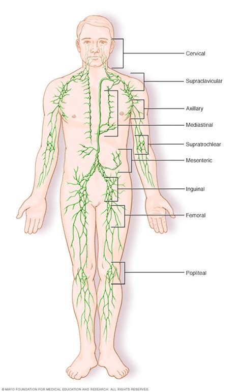 Can u feel cancer in your lymph nodes? Lymphoma - Symptoms and causes - Mayo Clinic