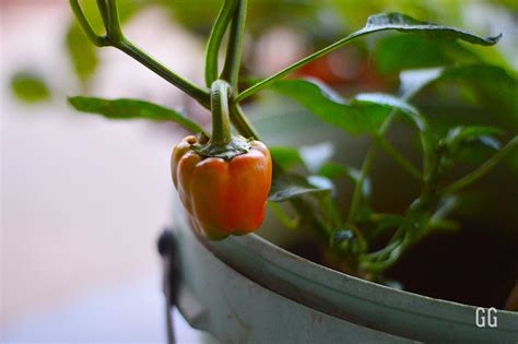 How To Grow Bell Peppers From Seeds In A Pot Pictures Greensguru