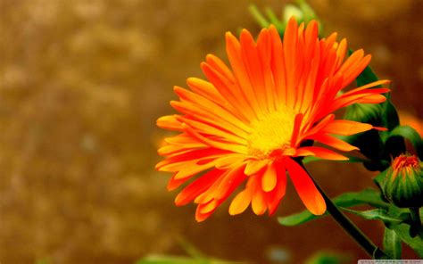 Orange Color Flower Hd Wallpaper Best Flower Site