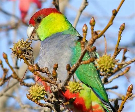 Mr Red Capped Parrot By Rick Playle Parrot Red Cap Beautiful Birds