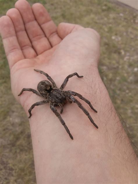 Burrowing Wolf Spider Rspiders