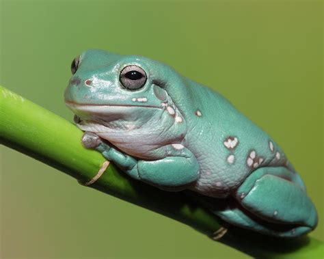 Blue Dumpy Tree Frogs
