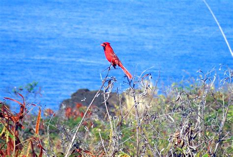 Hawaii Red Northern Cardinal Hawaii Pictures