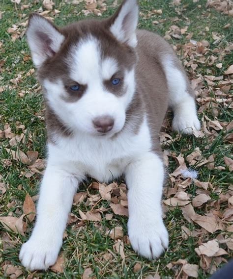 These siberian husky puppies located in florida come from different cities, including, tampa kyle/molly husky puppies for adoption male and female they are current on their shots and have a. Siberian Husky Puppies For Sale | Jacksonville, FL #325363