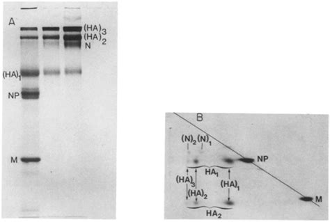 A Polyacrylamide Gel Electrophoresis In Sds Under Nonreduced