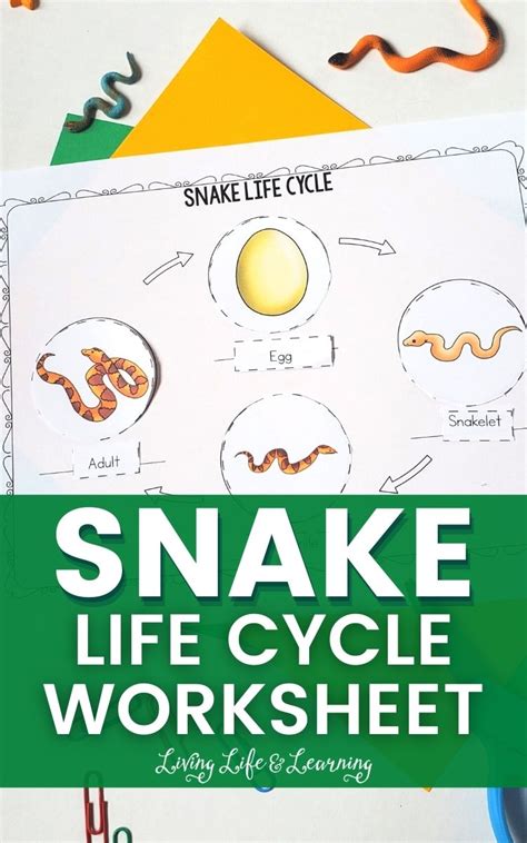 Snake Life Cycle