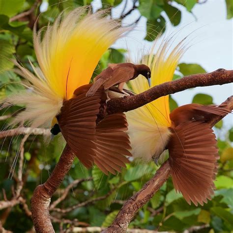 Gambar burung jika kamu pecinta burung maka disayangkan jika melewati beberapa kumpulan gambar burung. Burung Cendrawasih Khas Papua Indonesia - Minews ID