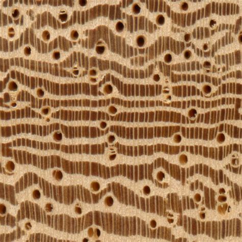 Lati The Wood Database Lumber Identification Hardwood