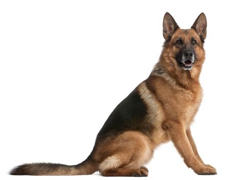 German Shepherd Dog Breed Information And Pictures Petguide Artofit