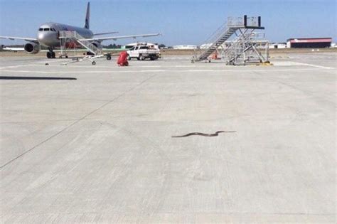 Snake Slithers Across Tarmac At Australian Airport Tarmac Australian