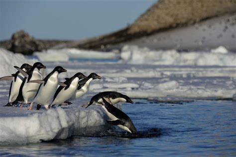 Science Researchers Get More Creative To Study Penguins Up Close Time
