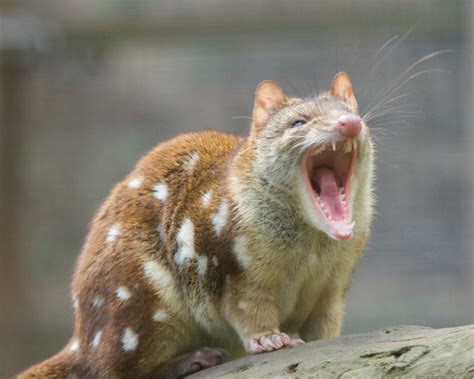 Female Quolls Nurturing Nature Helps Replenish Endangered Numbers My