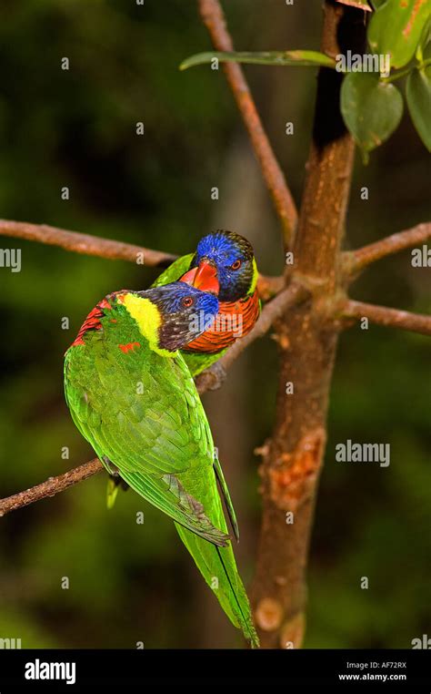 Rainbow Lorikeets Trichoglossus Haematodus Singapore Bird Park Stock