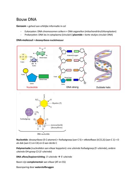 Samenvatting Dna En Enzymen Bouw Dna Genoom Geheel Aan Erfelijke