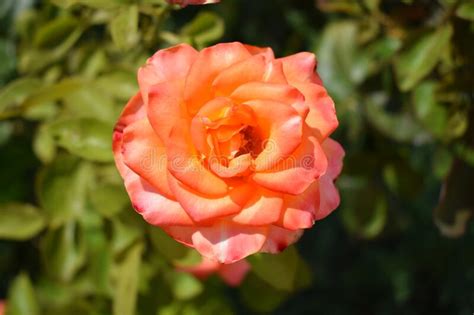Beautiful Rose And Orange Roses In Garden Blooming Bright Orange Roses