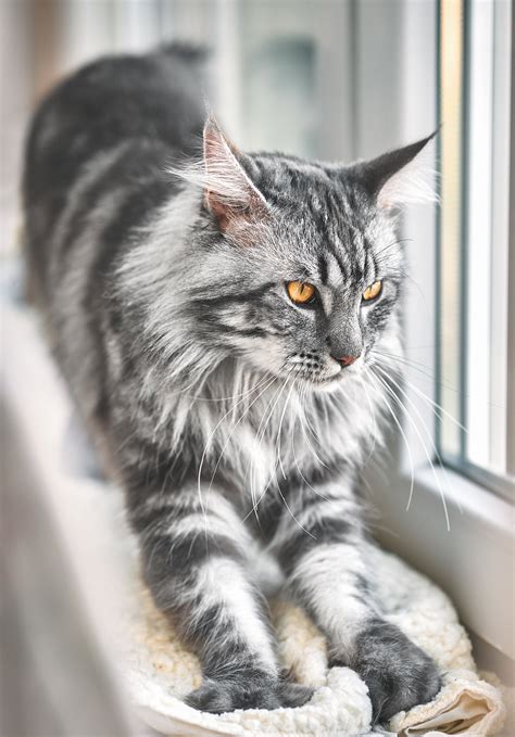 Don't forget to comment on the cat picture that you've liked the best. Check Out Our Beautiful Gallery Of Pictures Of Maine Coon Cats
