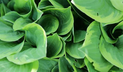 How And When To Divide Hostas In 5 Steps Uk