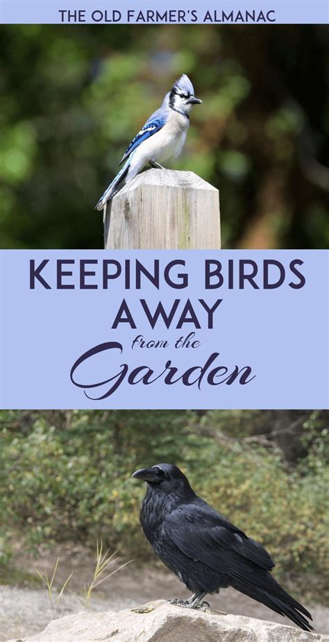 How To Keep Birds Out Of Tall Trees Blog De Pelis