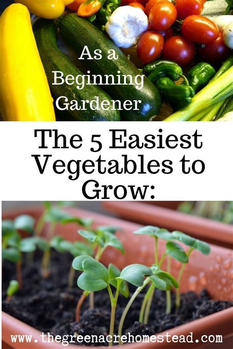 The 5 Easiest Vegetables To Grow As A Beginning Gardener Easy