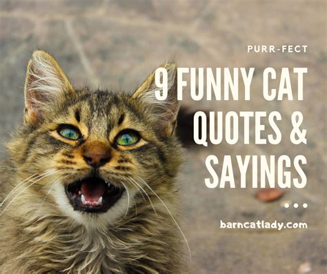 Want Cat Quotes Check It Out Be Sure To Leave Your Favorite Funny Cat
