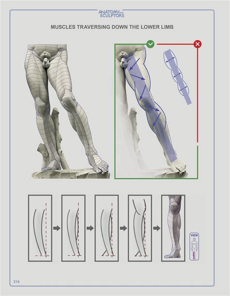 Understanding The Human Figure Paperback Anatomy For Sculptors