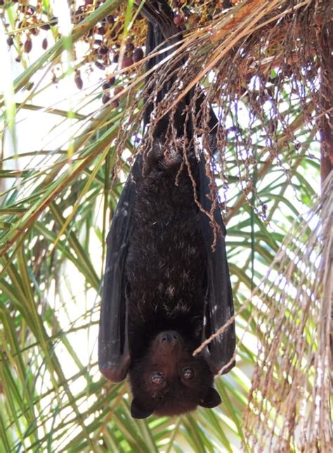 Black Flying Fox Central Qld Coast Landcare Network