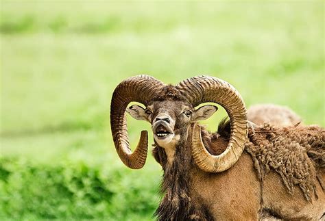 Mouflon Wild Sheep Bock Horns Paarhufer Mammal Winter Fur
