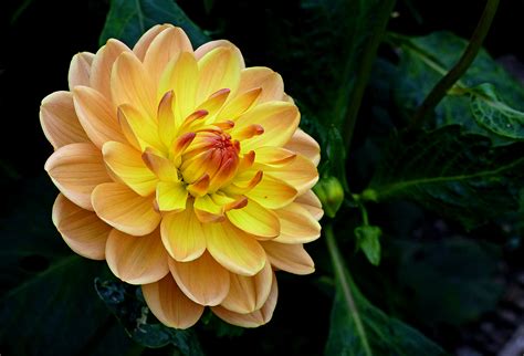 We did not find results for: Yellow Flower Bloom Free Stock Photo - ISO Republic