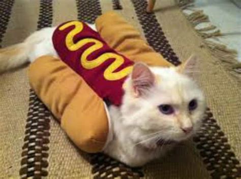 If you want to dress your cat or dog for halloween, make sure the costume is safe. 10 Adorable Cats In Costumes That Will Brighten Up Your Day